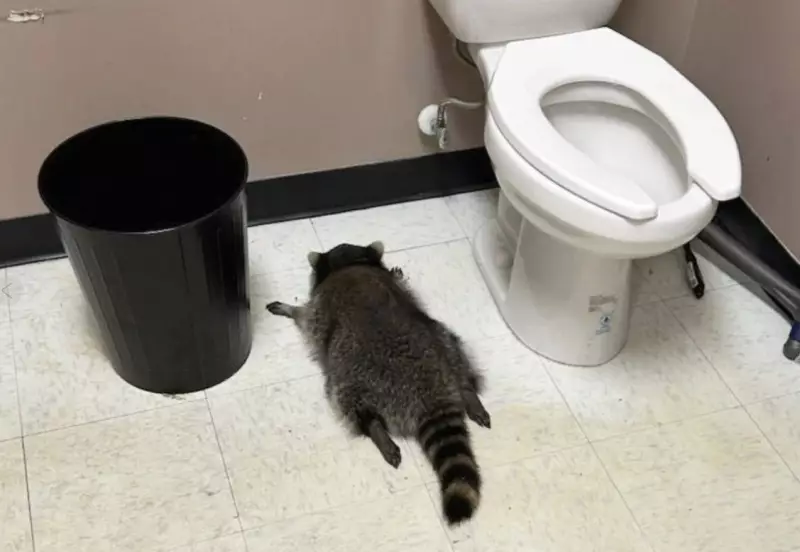 Drunk Raccoon Breaks Into Virginia Liquor Store, Passes Out After Rampage