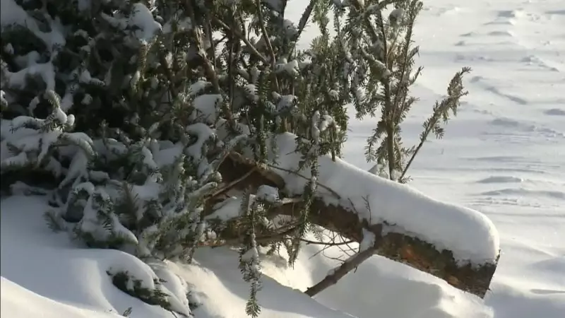 Edmonton Ends Christmas Tree Curbside Pickup in 2025, New Disposal Rules