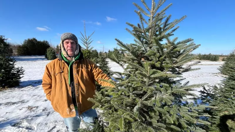 Essex Christmas Tree Farm Prepares for Peak Holiday Rush