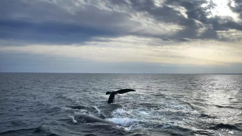 First North Atlantic Right Whale Calf of 2025 Season Spotted Near South Carolina