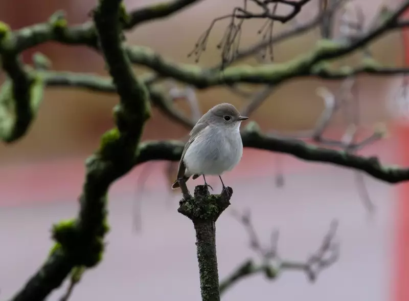 First Sighting in Canada: Rare Taiga Flycatcher Draws Crowds to Vancouver Park