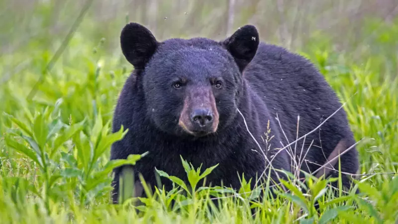 Florida's First Black Bear Hunt in 10 Years Ends Amid Intense Controversy