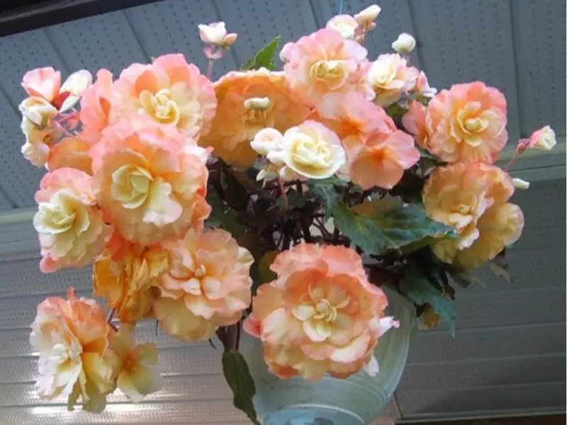 Gardening Guide: How to Overwinter Hanging Begonia Baskets in Coastal BC