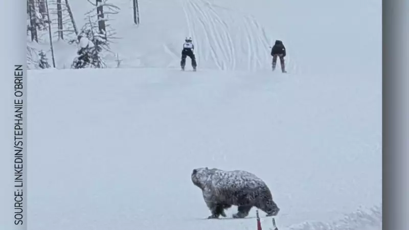 Grizzly Bear 'Split Lip' Interrupts Santa Slalom Races at Lake Louise Ski Run