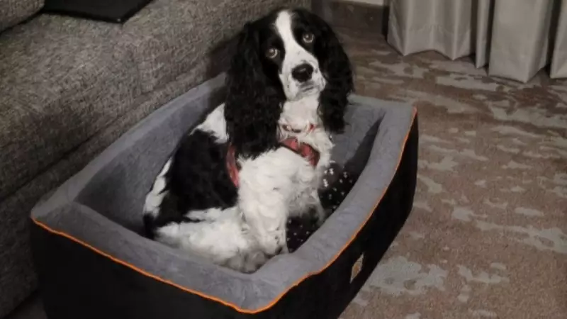 Highway 69 Closure Ends Safely: Dog Found in Hotel Bed After Hours-Long Standoff