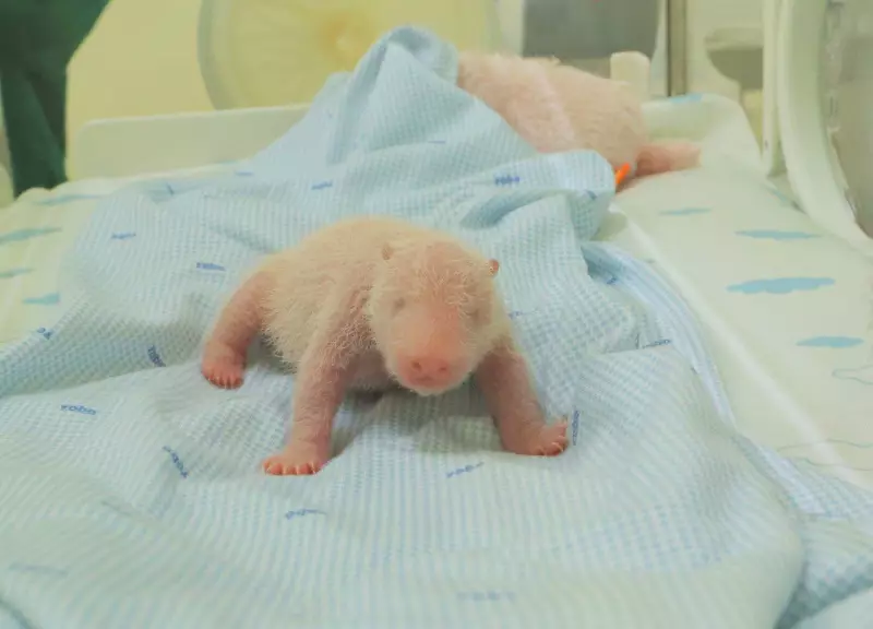 Historic First: Giant Panda Cub Born in Indonesia, Photos Released