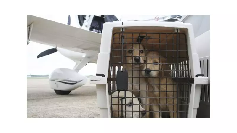Holiday Travel with Pets: Expert Tips for Safer Journeys by Air and Road