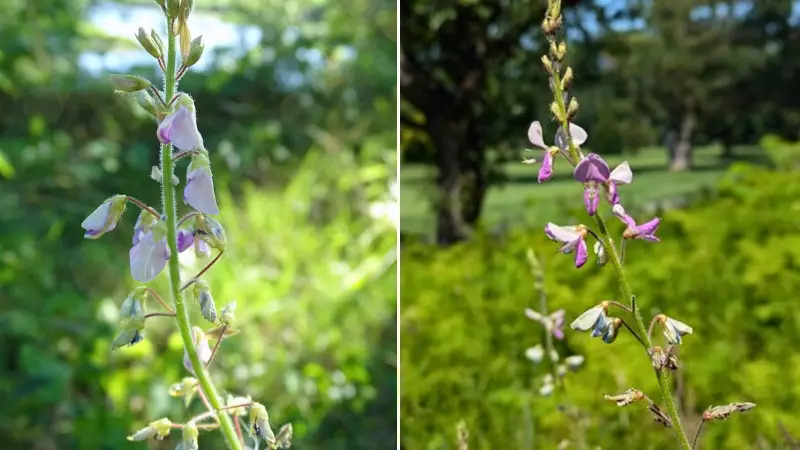 Illinois Tick-Trefoil, Thought Locally Extinct, Rediscovered in Southern Ontario