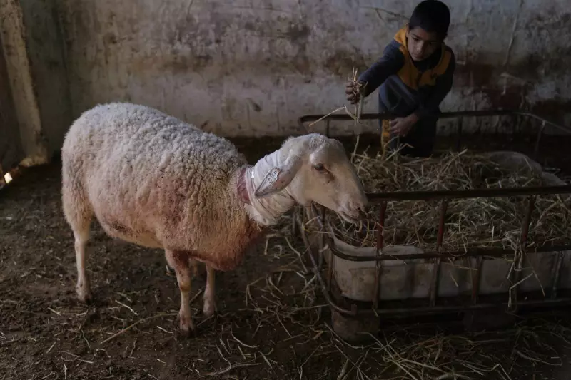 Israeli Settlers Kill Livestock in West Bank Home Invasion, December 2025 Attack