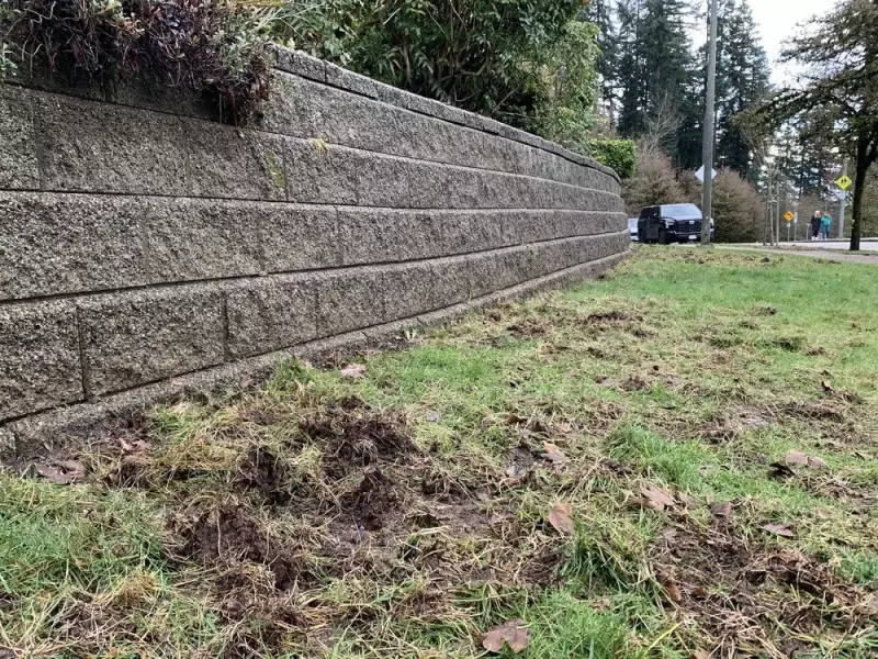 Lawn Destruction in Metro Vancouver: Why Grubs Are Attracting a Wildlife Frenzy
