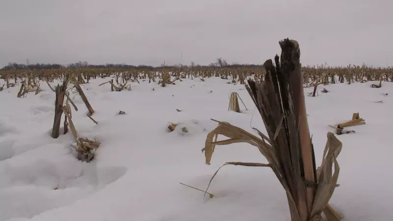 London's Micro-Shelter Project Stalls: January Opening in Jeopardy as Site Remains Corn Field