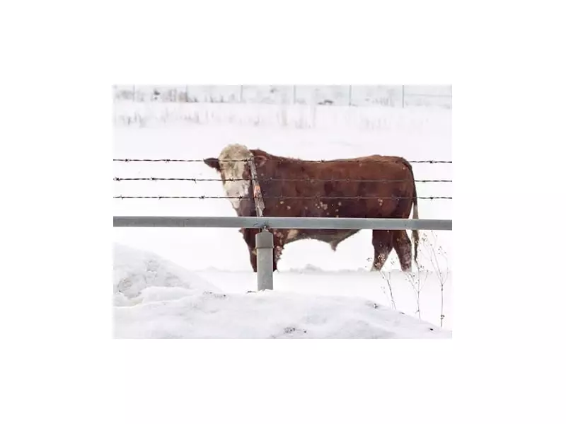 Loose Cow Causes Concern for Barrie-Kawartha Motorists