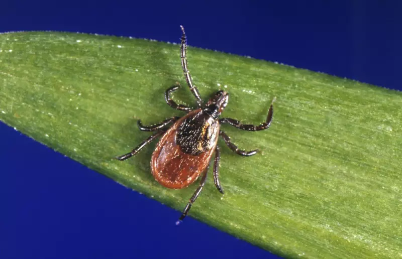 Lyme Disease Research at Johns Hopkins Faces Crisis Over Federal Funding Delays