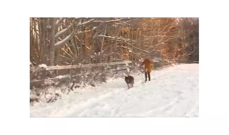 Maine Dog Camp Teaches Skijoring: Winter Sport for Canine Athletes