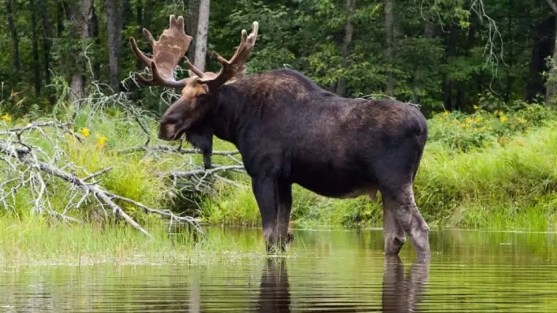 Manitoba Moose Hunting Season Opens: Key Dates and Regulations for 2025