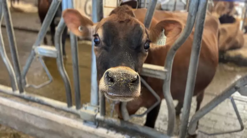 Maritime Farmers Face Hay, Feed Shortage After Summer Drought