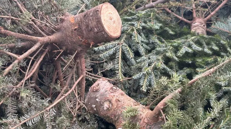 Metro Vancouver Christmas Tree Recycling: Curbside Pickup & Charity Chipping