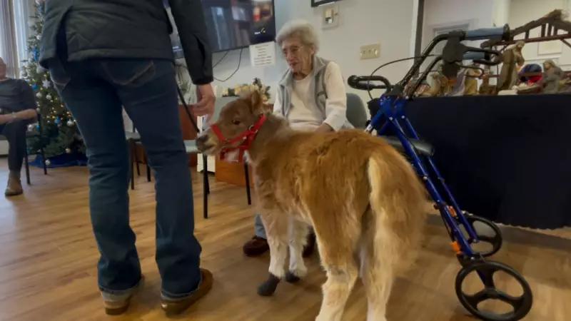 Mini Horse Overcomes Dog Attack to Become Therapy Animal in Carstairs