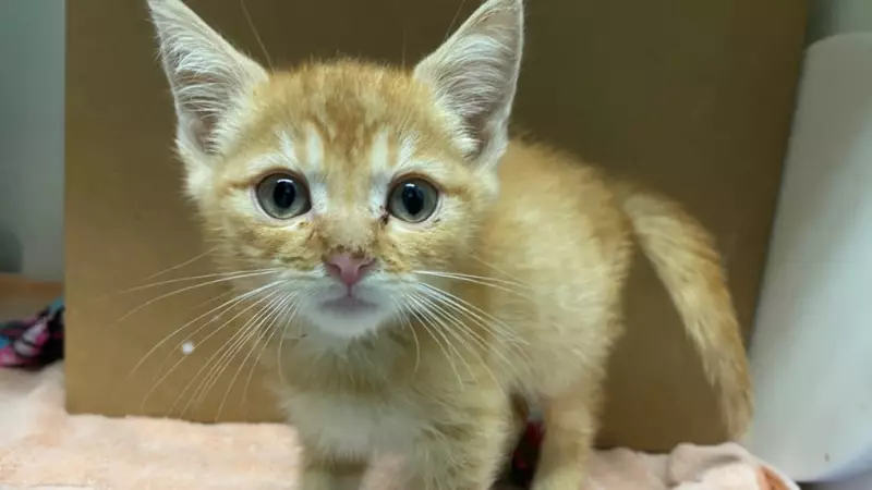 Montreal Foster Families Provide Second Chance for SPCA Animals