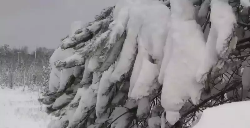 Muskoka Braces for Up to 10 cm of Snowfall This Weekend