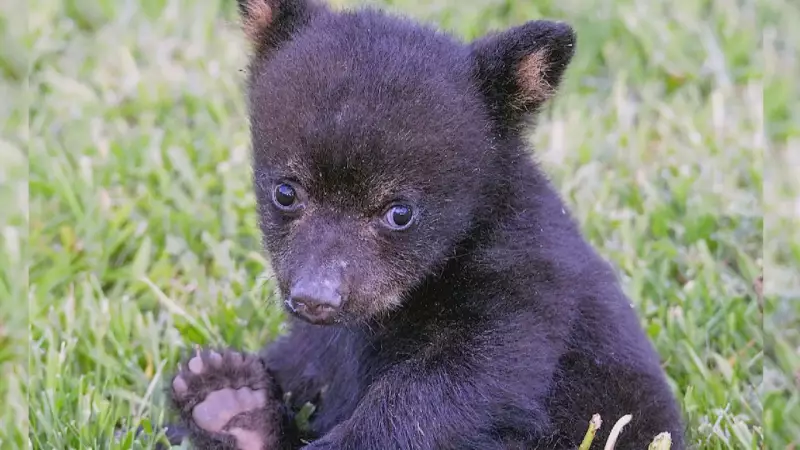 New Black Bear Cub Rehabilitation Centre to Open in Cape Breton