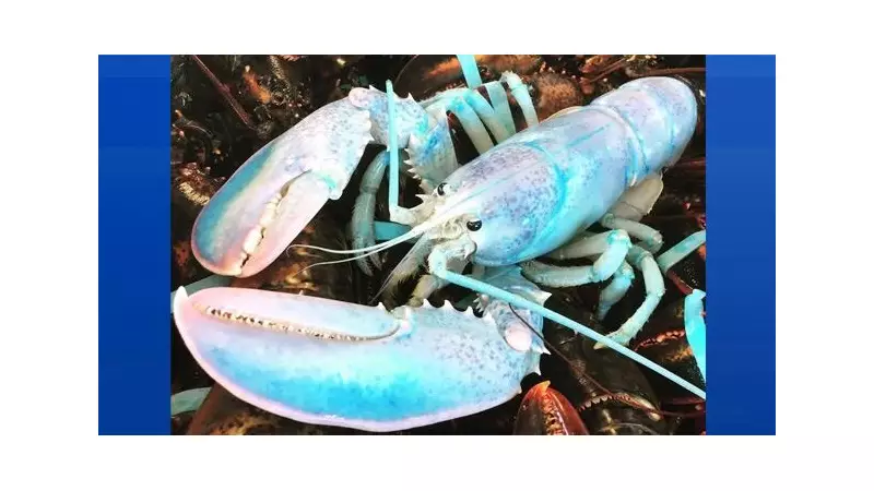 New Hampshire Fisherman Lands Ultra-Rare Blue Lobster in One-in-a-Million Catch