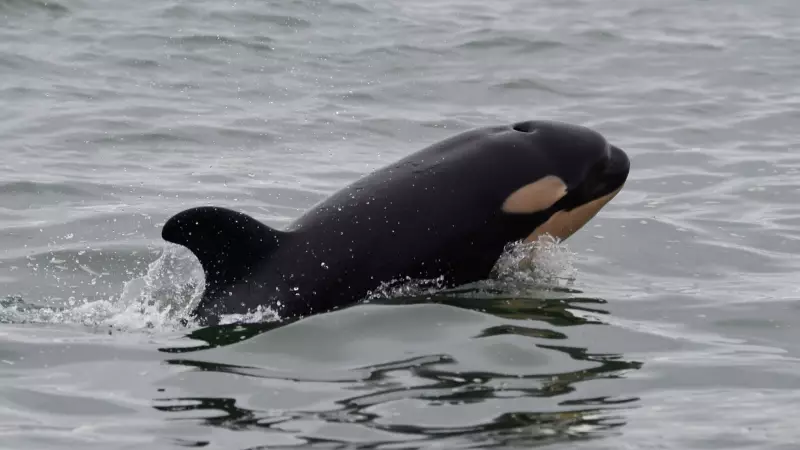 New Southern Resident Orca Calf Spotted with K-Pod off Vancouver Island