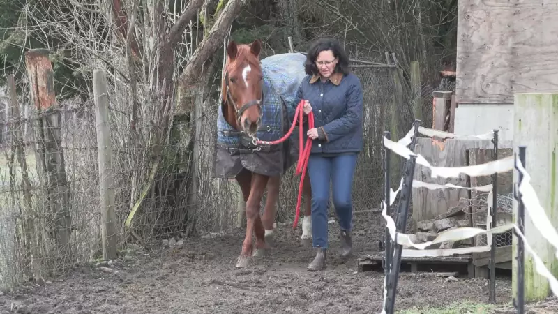 North Cowichan horse gets mysterious haircut, hobby farmer warns others