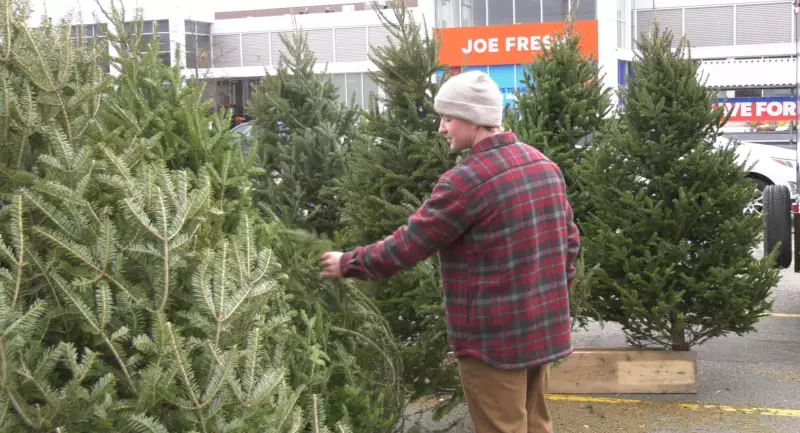 Nova Scotia Christmas Tree Sales Surge in 2025 as International Exports Decline