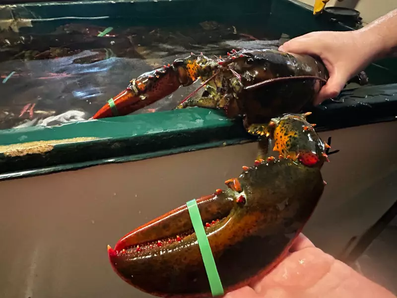 Nova Scotia Lobster Season Yields Unusually Large Catches After Two Weeks