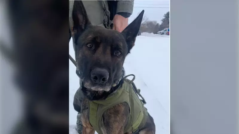 OPP K9 Unit Tracks Down Two Suspects After London Business Break-In