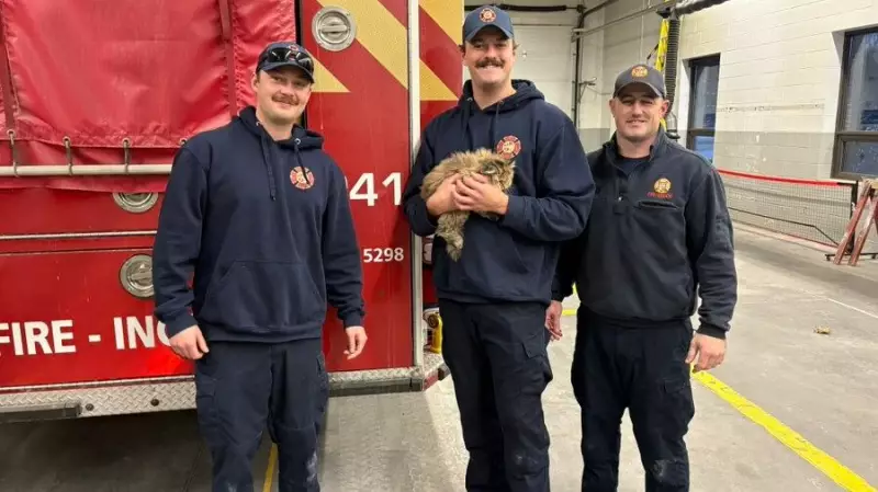 Ottawa Firefighters Rescue Cat Snickers Trapped in Car Dashboard on Christmas Eve