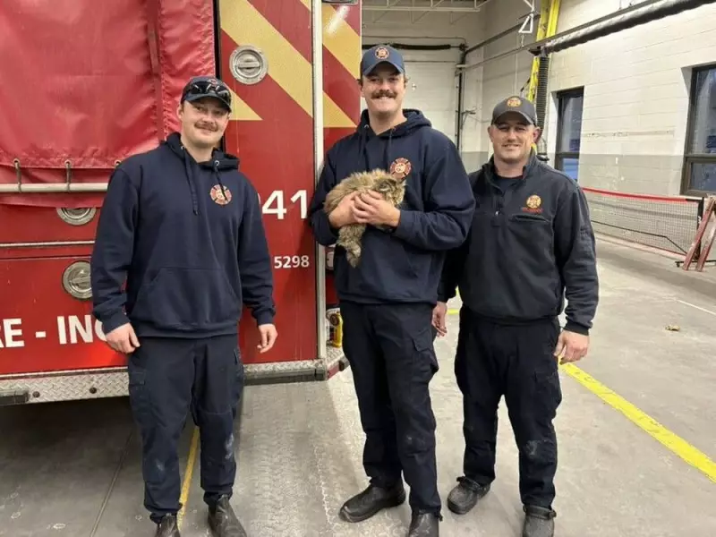 Ottawa Firefighters Rescue Kitten Trapped in Car Dashboard on Christmas Eve