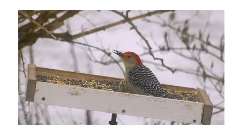 P.E.I. Birders Embrace Annual Christmas Count, Discovering Rare Species