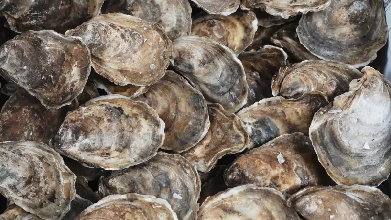 P.E.I. Launches New Support Programs for Oyster Growers and Processors