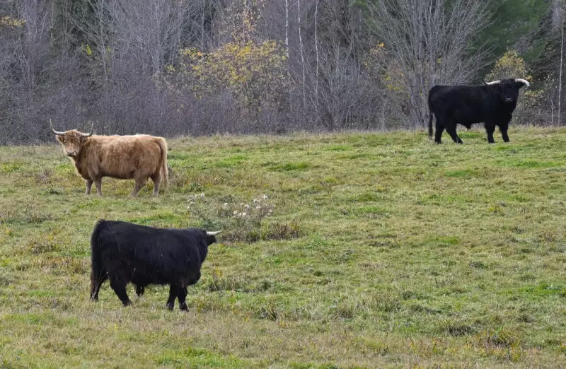 P.E.I. Study: Cow Manure Could Boost Soil Health, Cut Greenhouse Gases