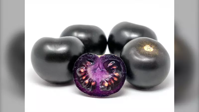 Purple Tomatoes Coming to Canadian Grocers in 2025: A New Era for Produce