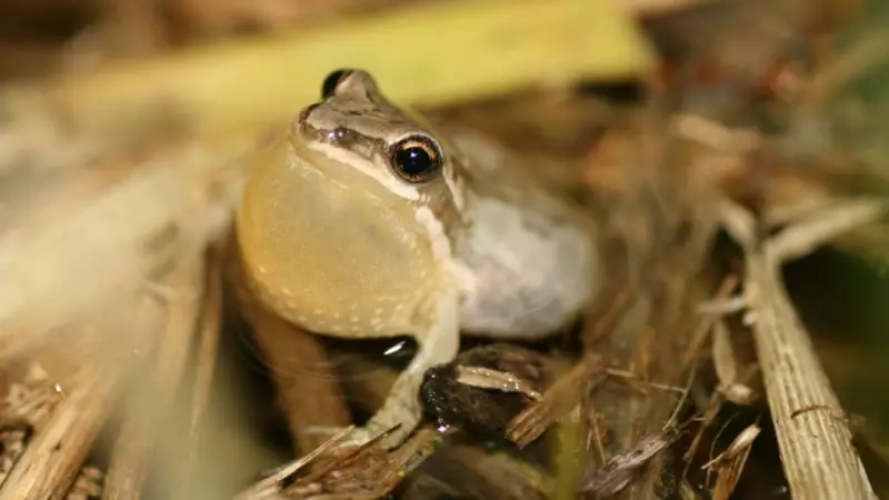 Quebec Acts to Save Western Chorus Frog Habitat in Montérégie and Outaouais