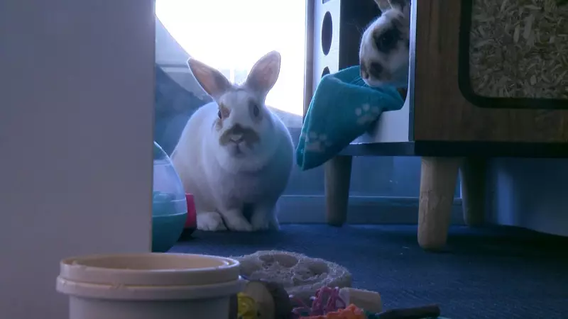 Quebec City Rabbit Shelter Finds Homes for Hundreds Annually