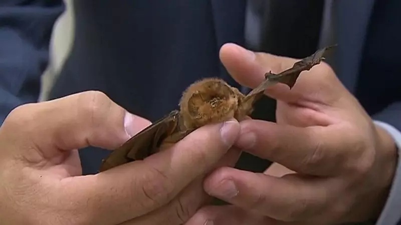 Rabid Bat Found in Barrie Home: Health Alert Issued for Ontario Community