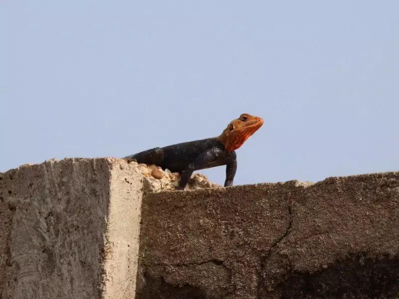 Rainbow Lizards Prefer Four-Cheese Pizza in Bizarre West African Study