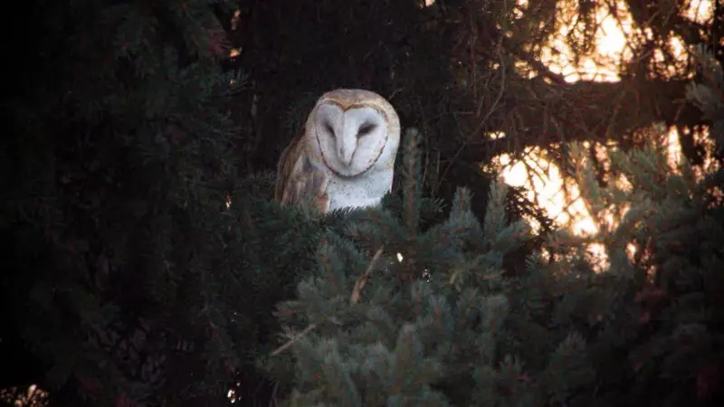 Rare Barn Owl Spotted in South Calgary, Photographer Captures 'Insane' Sighting