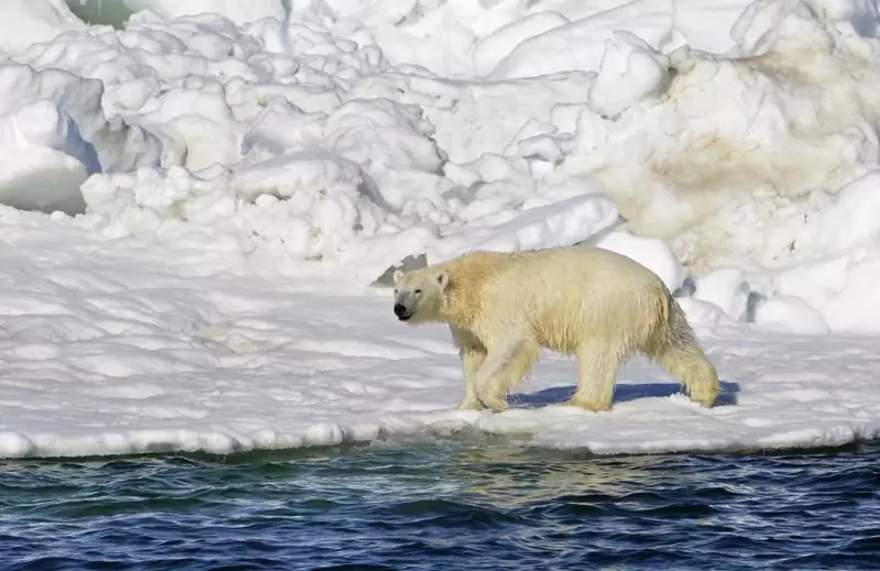 Rare Polar Bear Adoption Observed by Canadian Researchers