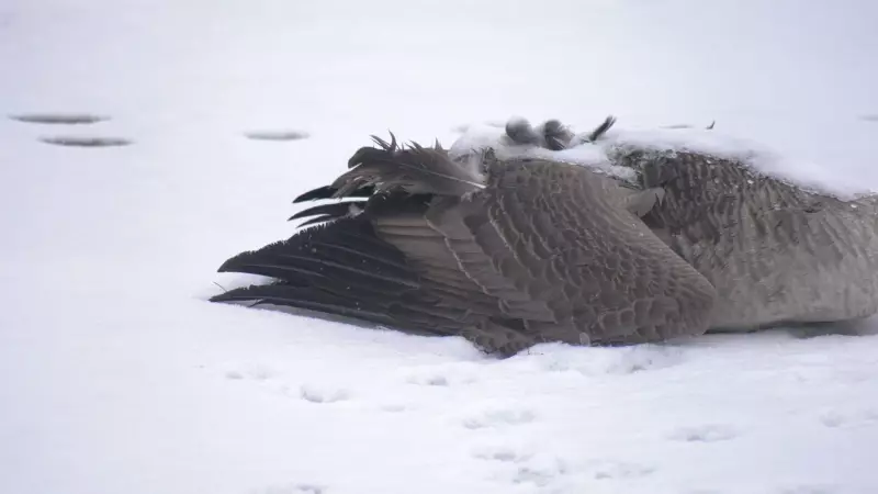 Regina Resident Alarmed by Death of 15 Geese on Wascana Lake Ice