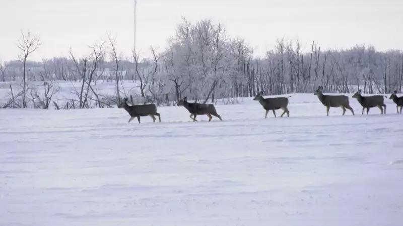 Saskatchewan Deer Population Plummets, Farmers Blame Chronic Wasting Disease