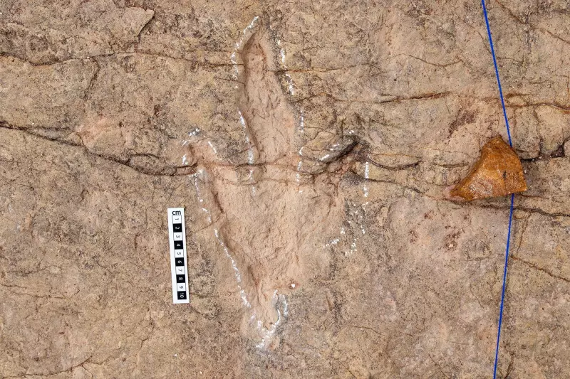 Scientists Document Over 16,000 Dinosaur Footprints in Bolivia's Massive Tracksite