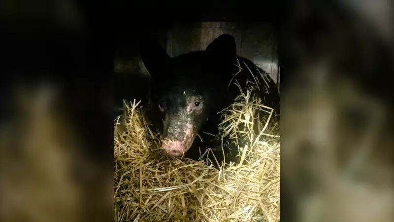 Severely Burned Bear Cub Rescued in Northern B.C., Now on Road to Recovery