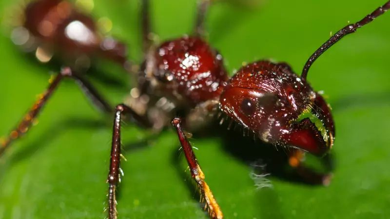 Sick Ants Sacrifice Themselves, Invite Destruction to Save Colony