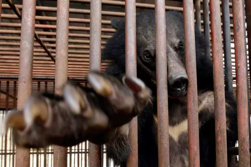 South Korea to End Bear Bile Farming and Breeding by 2025
