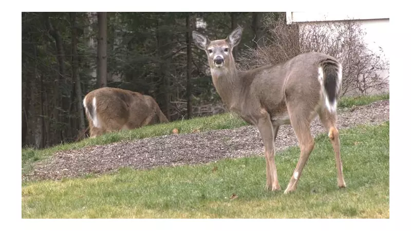 Southern New Brunswick Deer Populations Remain High, Impacting Communities